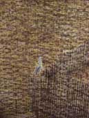 絞り作品展 『古木の花 古木に華』